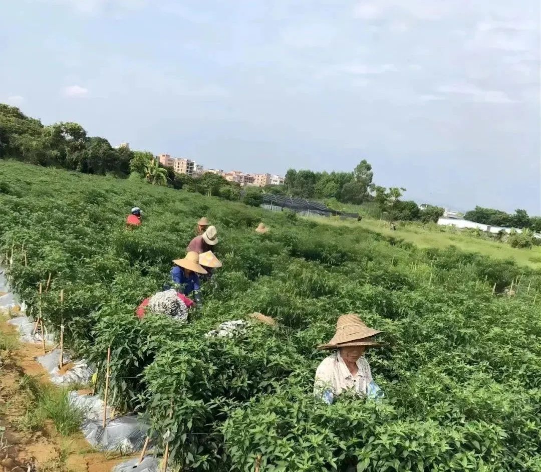 主題教育 | 廣建商(shāng)城打造種植示範基地，為百姓拉起增收緻富“椒響曲”